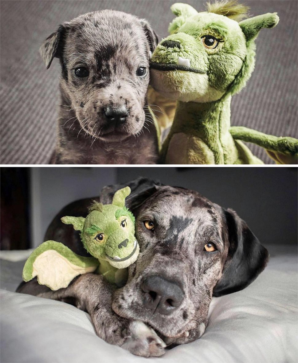 22 photos d’animaux de compagnie qui refusent de se séparer de leurs jouets préférés