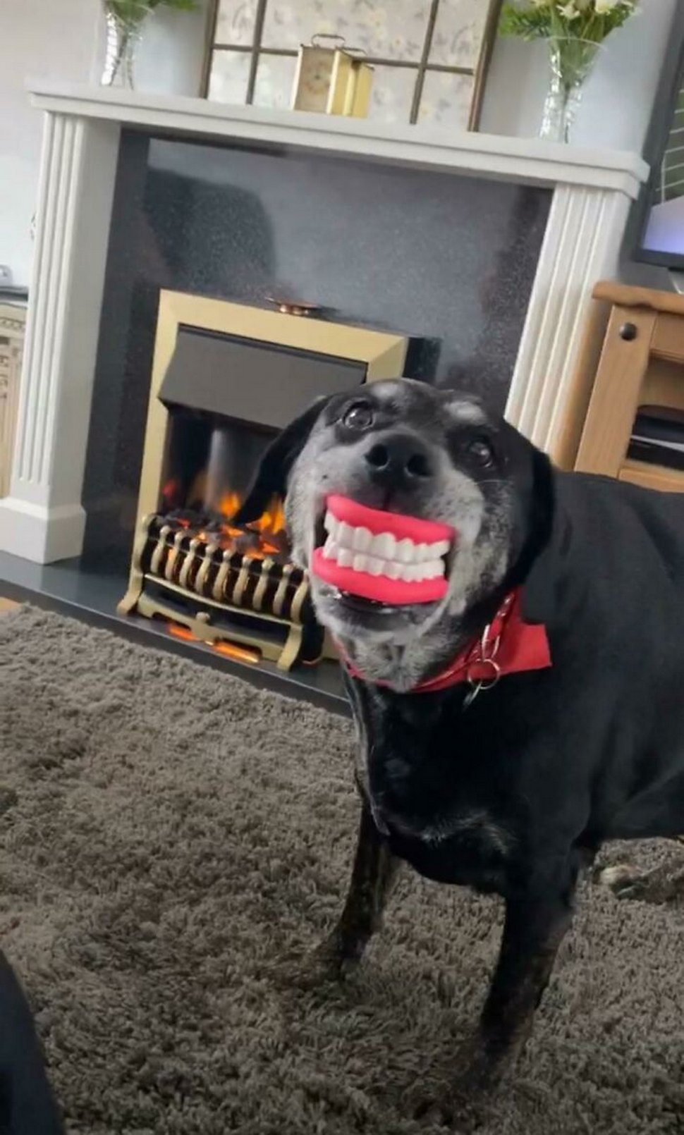 22 photos d’animaux de compagnie qui refusent de se séparer de leurs jouets préférés
