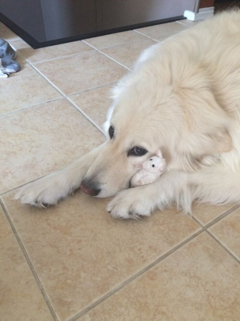 22 photos d’animaux de compagnie qui refusent de se séparer de leurs jouets préférés