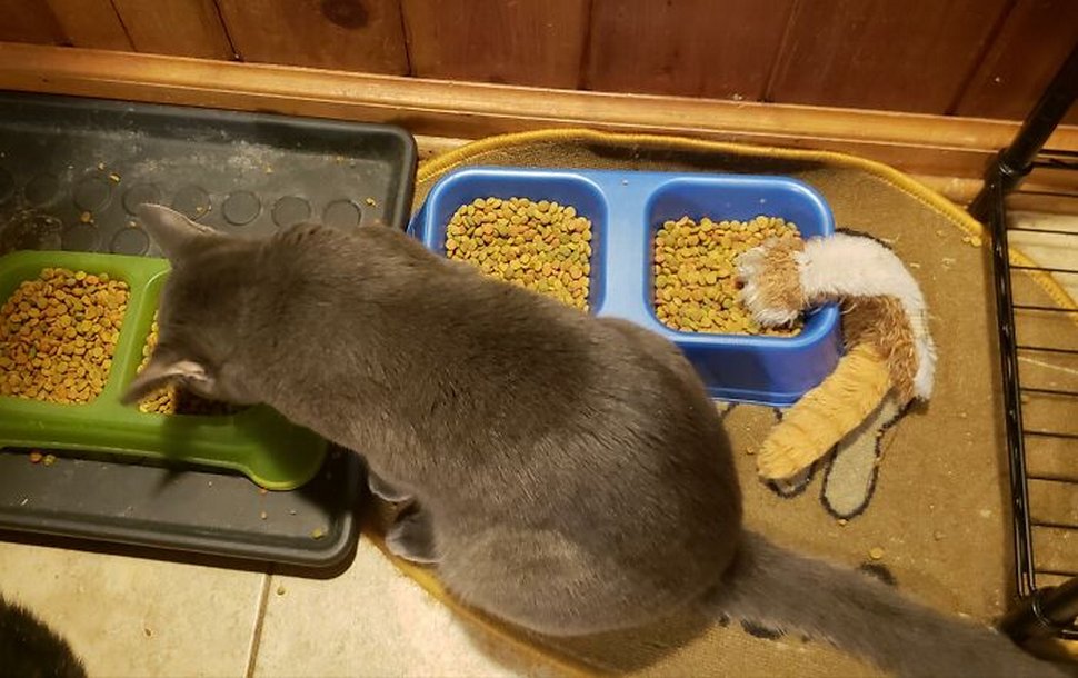 22 photos d’animaux de compagnie qui refusent de se séparer de leurs jouets préférés