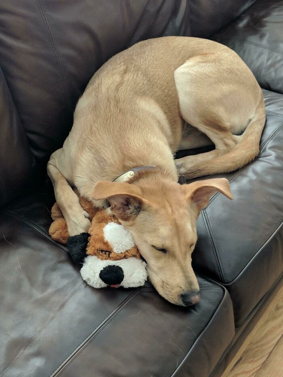 22 photos d’animaux de compagnie qui refusent de se séparer de leurs jouets préférés