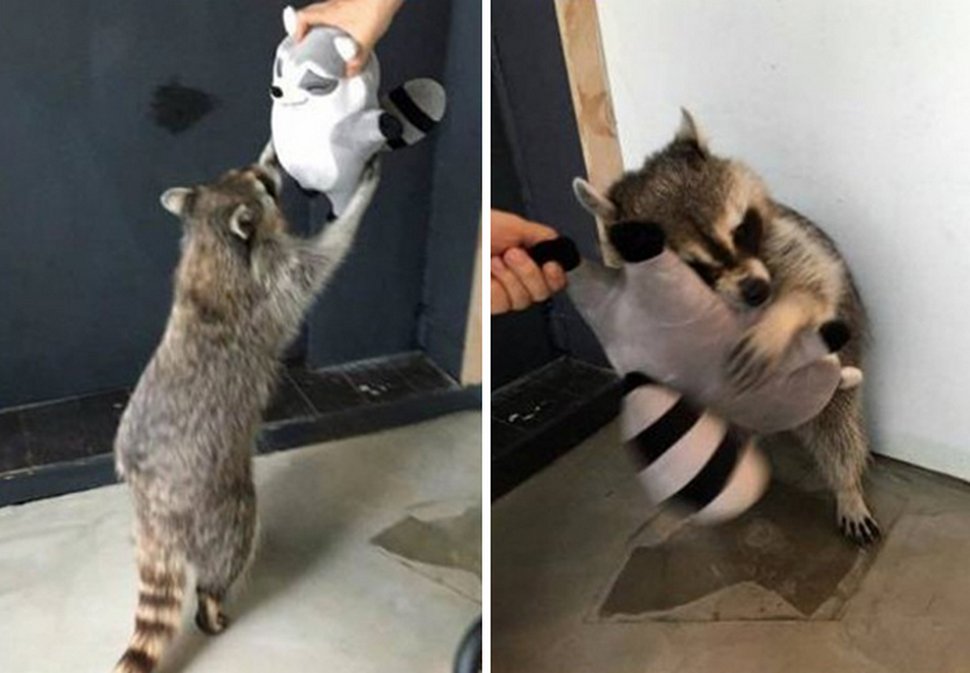 22 photos d’animaux de compagnie qui refusent de se séparer de leurs jouets préférés