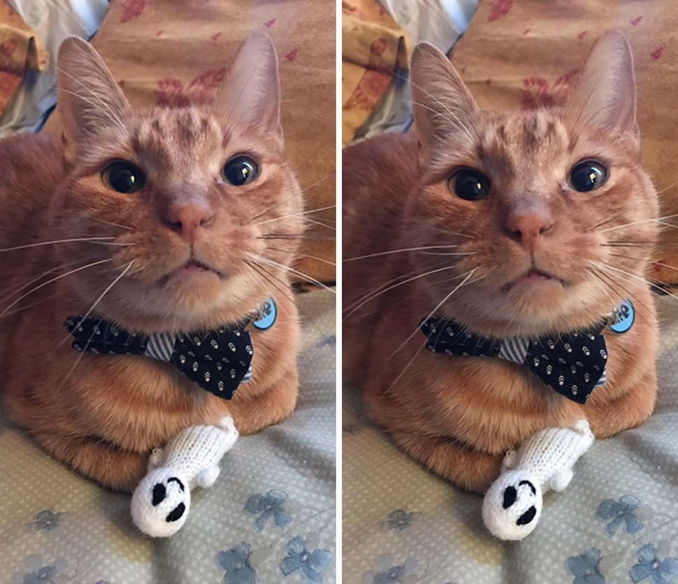22 photos d’animaux de compagnie qui refusent de se séparer de leurs jouets préférés