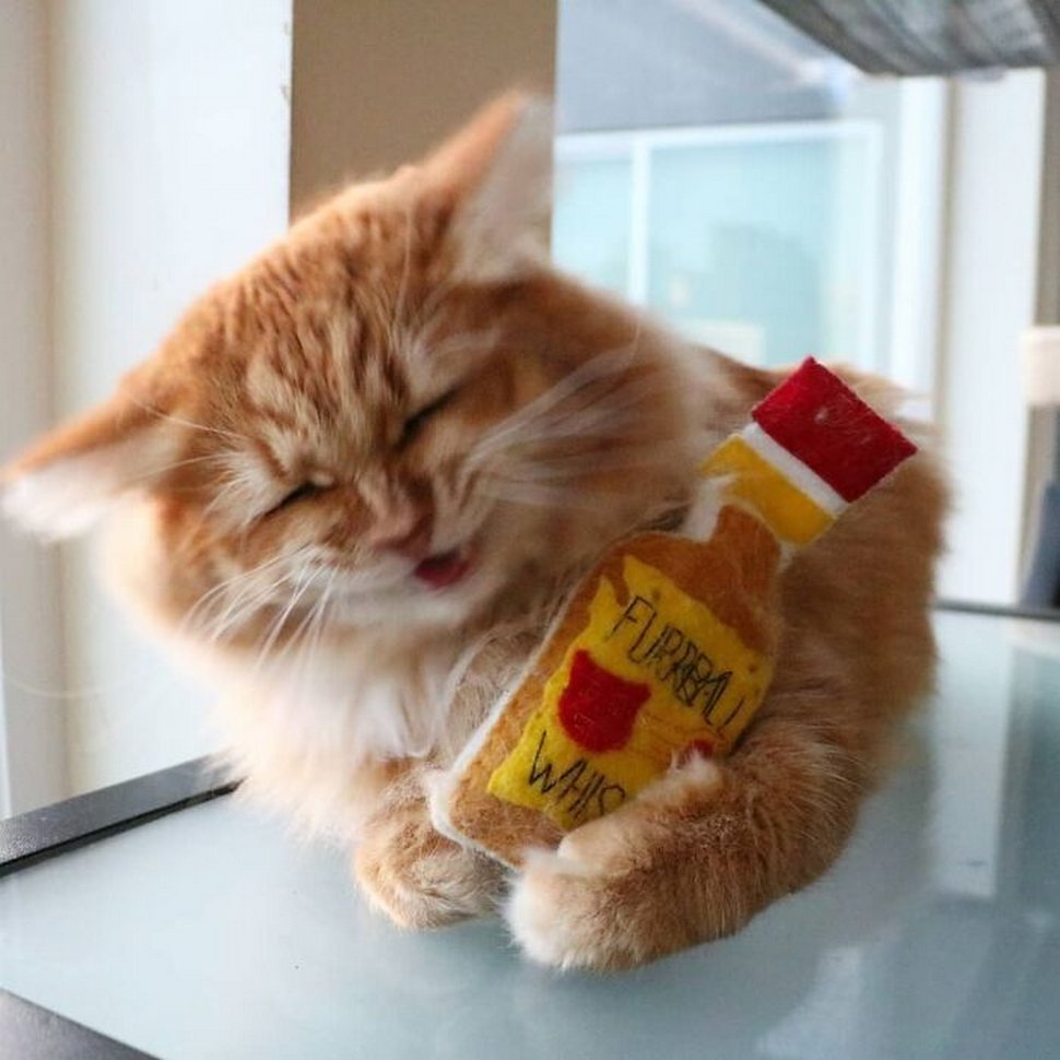 22 photos d’animaux de compagnie qui refusent de se séparer de leurs jouets préférés
