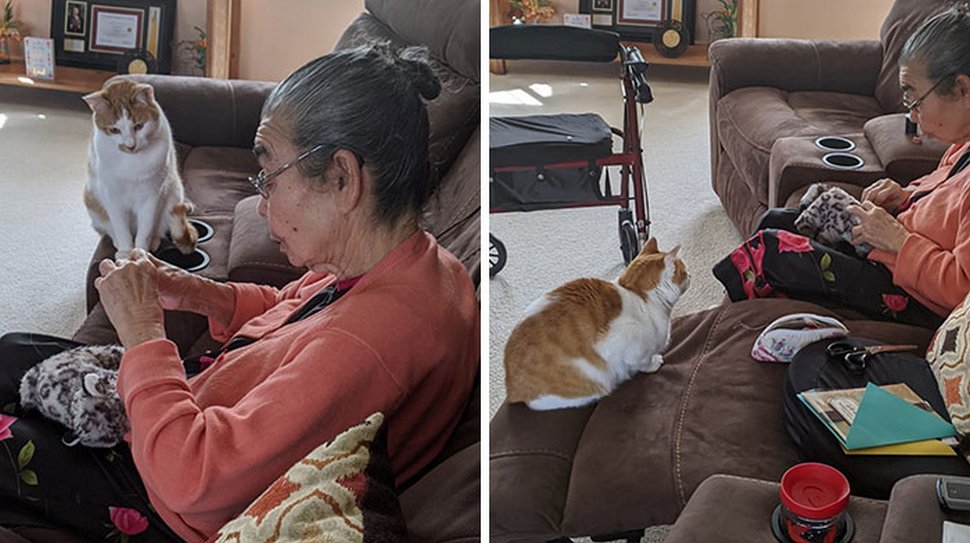 22 photos d’animaux de compagnie qui refusent de se séparer de leurs jouets préférés