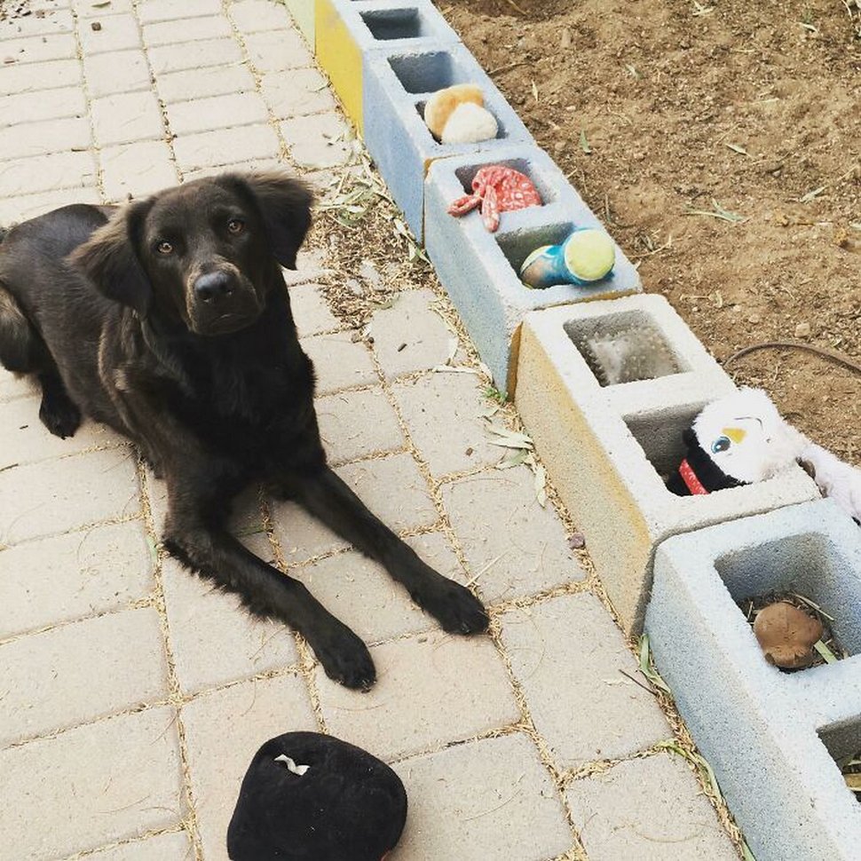 22 photos d’animaux de compagnie qui refusent de se séparer de leurs jouets préférés