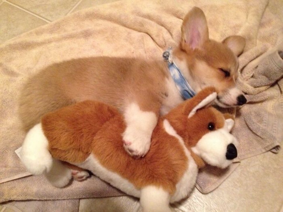 22 photos d’animaux de compagnie qui refusent de se séparer de leurs jouets préférés