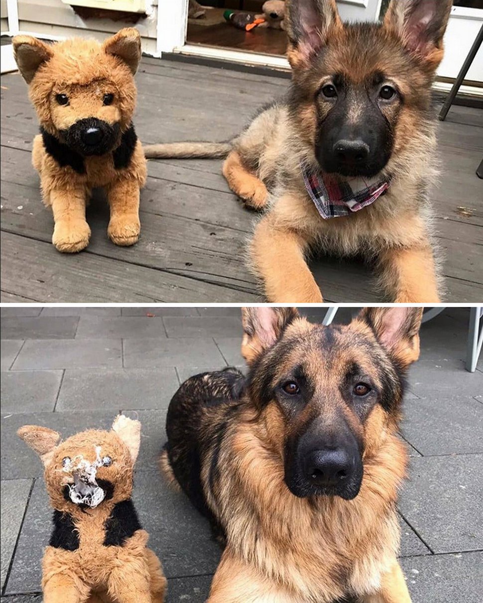 22 photos d’animaux de compagnie qui refusent de se séparer de leurs jouets préférés