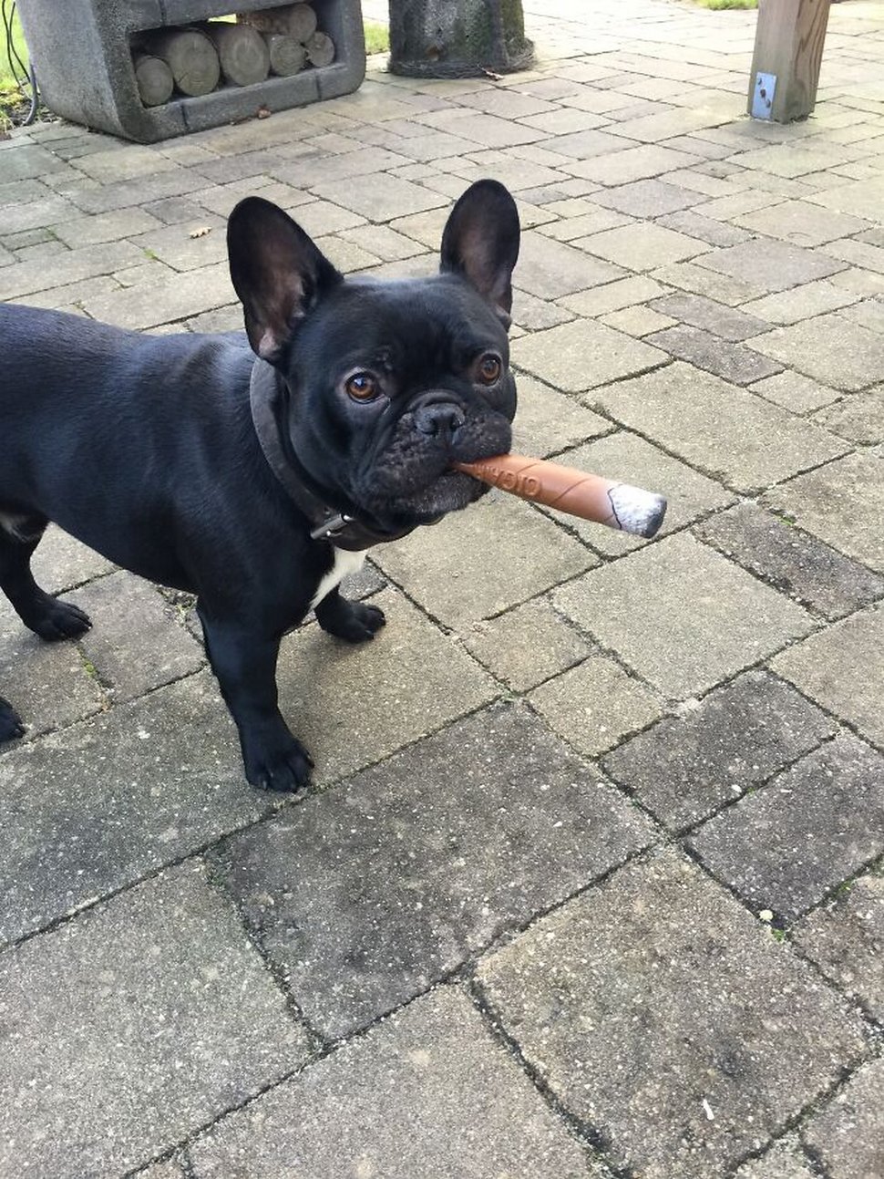 22 photos d’animaux de compagnie qui refusent de se séparer de leurs jouets préférés