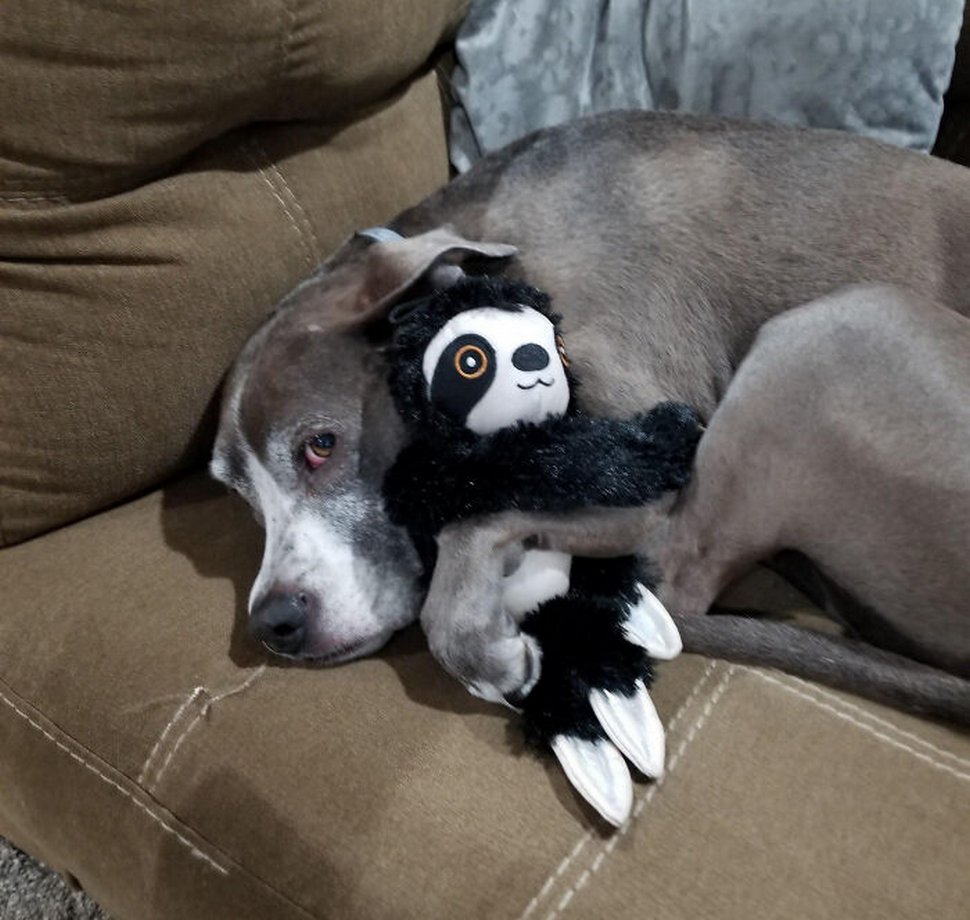 22 photos d’animaux de compagnie qui refusent de se séparer de leurs jouets préférés