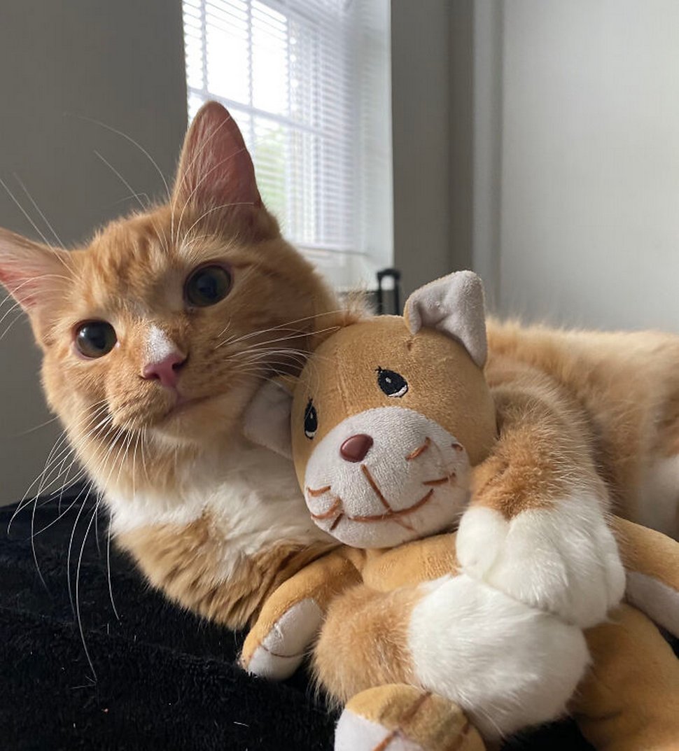 22 photos d’animaux de compagnie qui refusent de se séparer de leurs jouets préférés