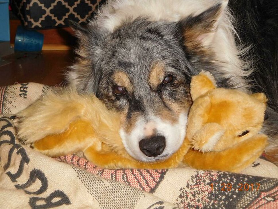 22 photos d’animaux de compagnie qui refusent de se séparer de leurs jouets préférés