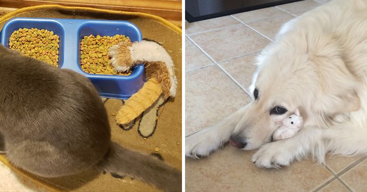 22 photos d’animaux de compagnie qui refusent de se séparer de leurs jouets préférés