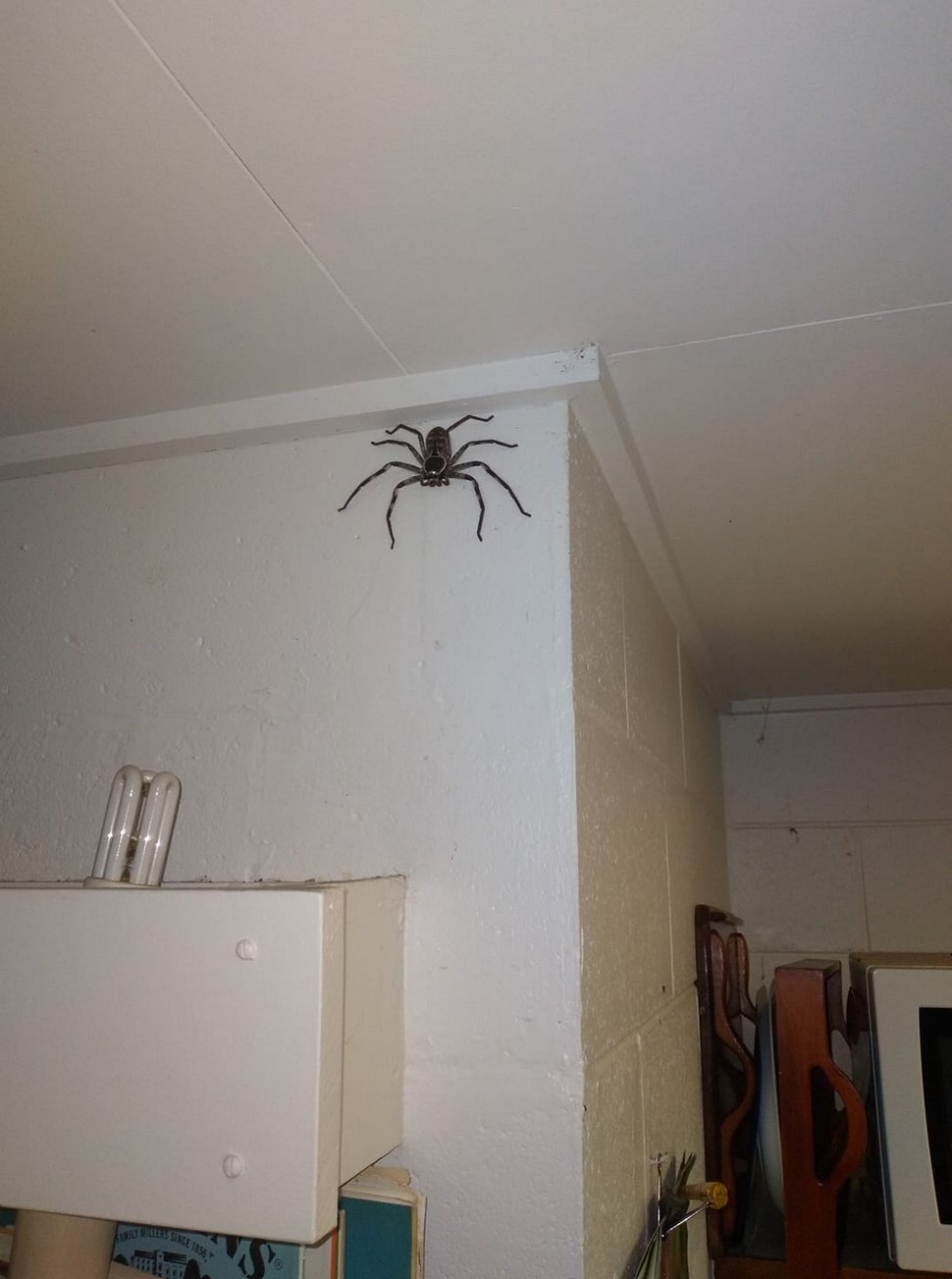 Un homme laisse une araignée géante vivre dans sa maison pendant un an