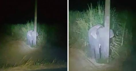 Un bébé éléphant est surpris en train de manger de la canne à sucre et essaie de se cacher derrière un poteau