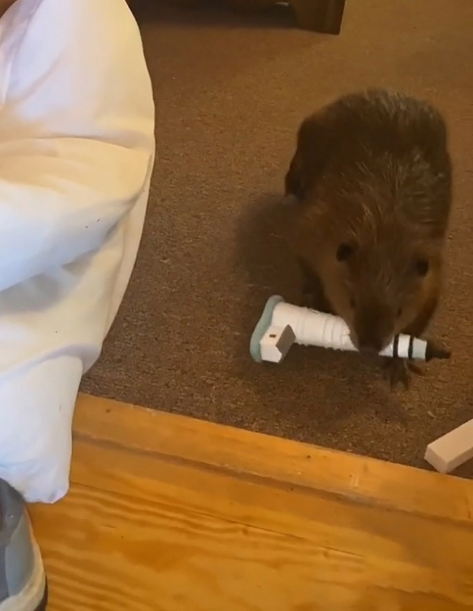 Ce bébé castor secouru s’est mis à construire des barrages dans la maison de sa sauveteuse à l’aide d’objets divers