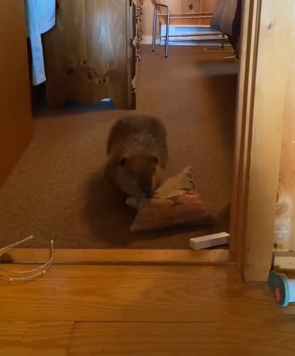 Ce bébé castor secouru s’est mis à construire des barrages dans la maison de sa sauveteuse à l’aide d’objets divers