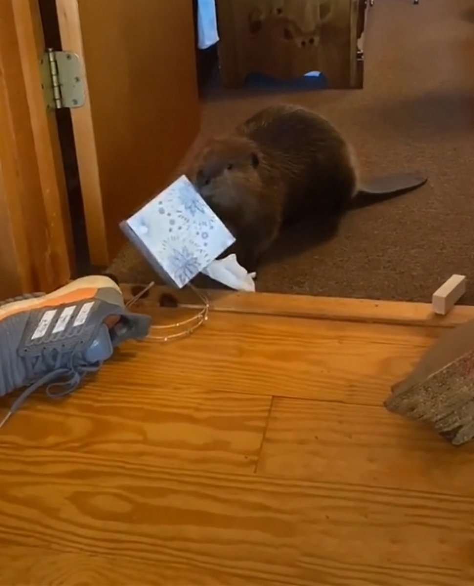 Ce bébé castor secouru s’est mis à construire des barrages dans la maison de sa sauveteuse à l’aide d’objets divers