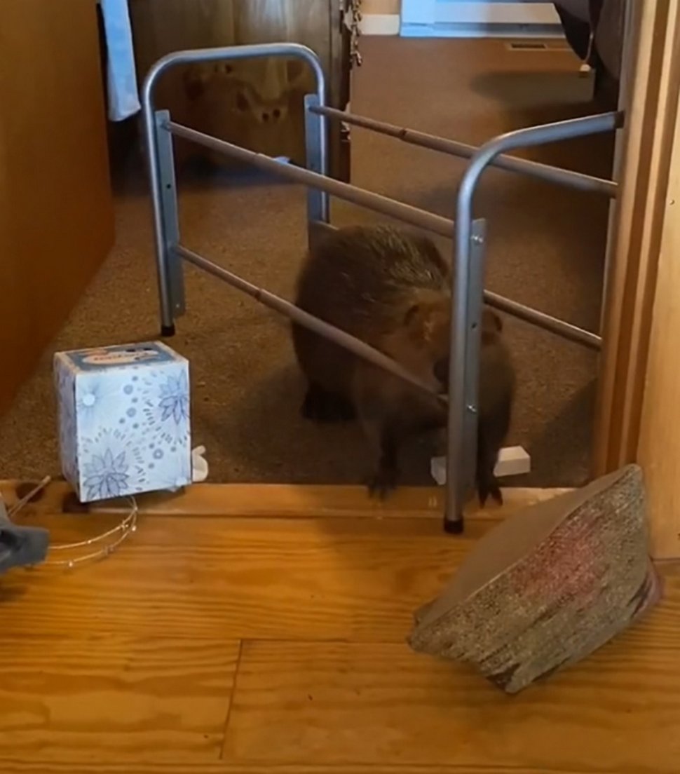 Ce bébé castor secouru s’est mis à construire des barrages dans la maison de sa sauveteuse à l’aide d’objets divers