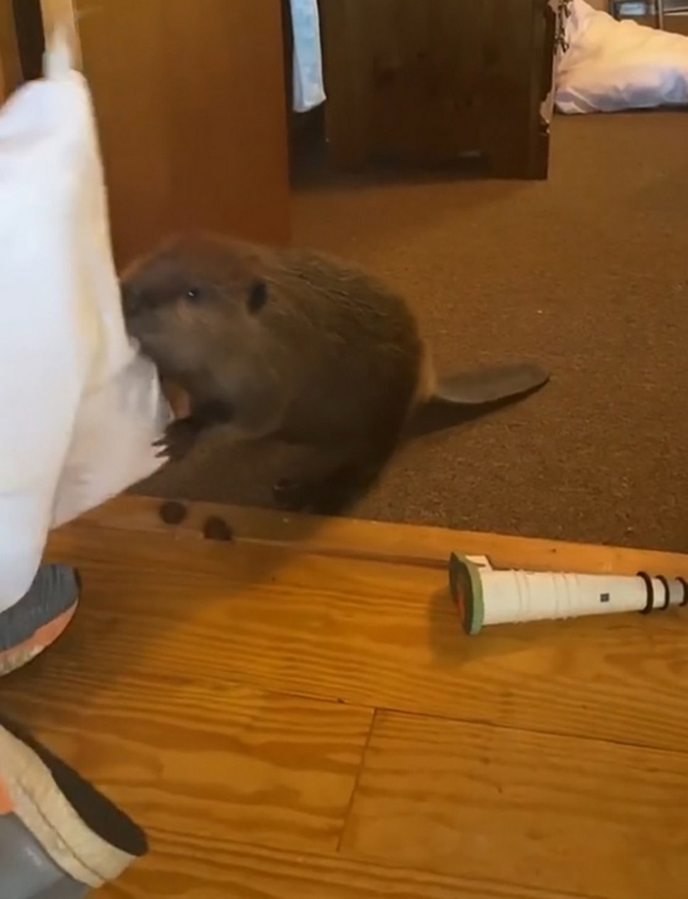 Ce bébé castor secouru s’est mis à construire des barrages dans la maison de sa sauveteuse à l’aide d’objets divers