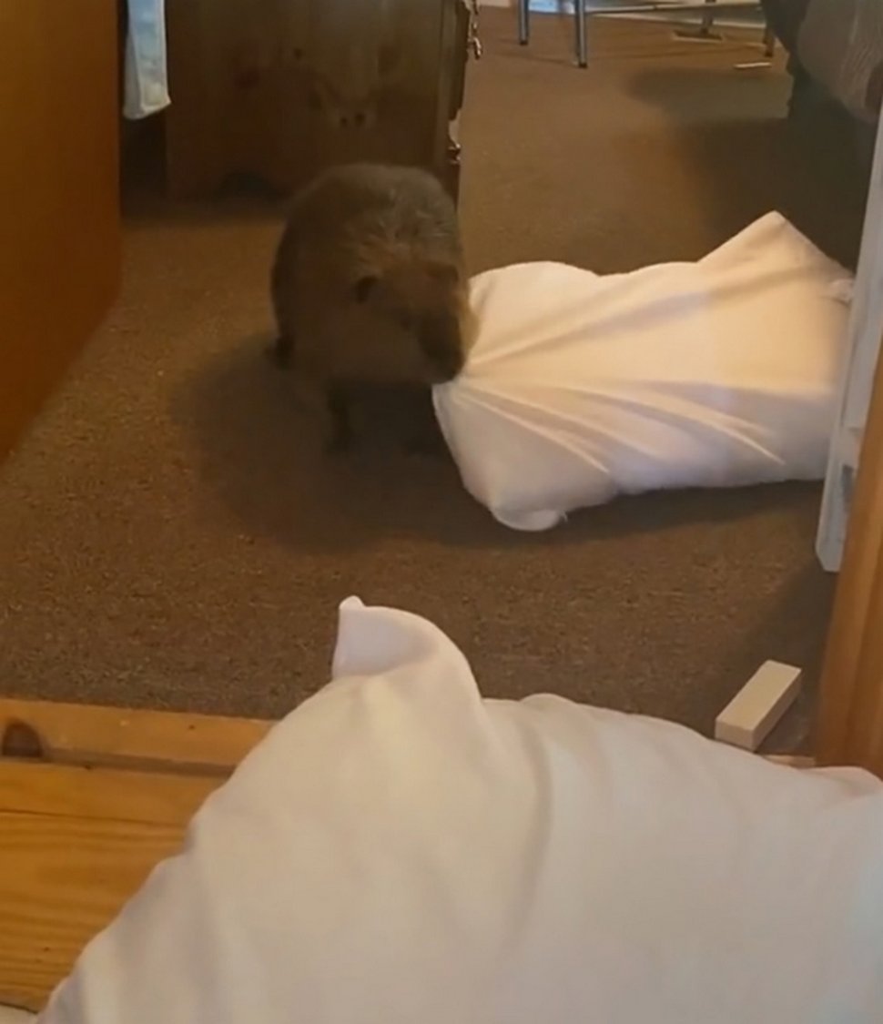 Ce bébé castor secouru s’est mis à construire des barrages dans la maison de sa sauveteuse à l’aide d’objets divers