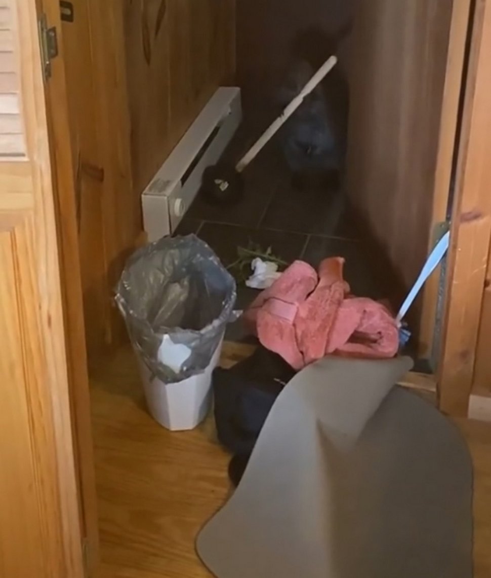Ce bébé castor secouru s’est mis à construire des barrages dans la maison de sa sauveteuse à l’aide d’objets divers