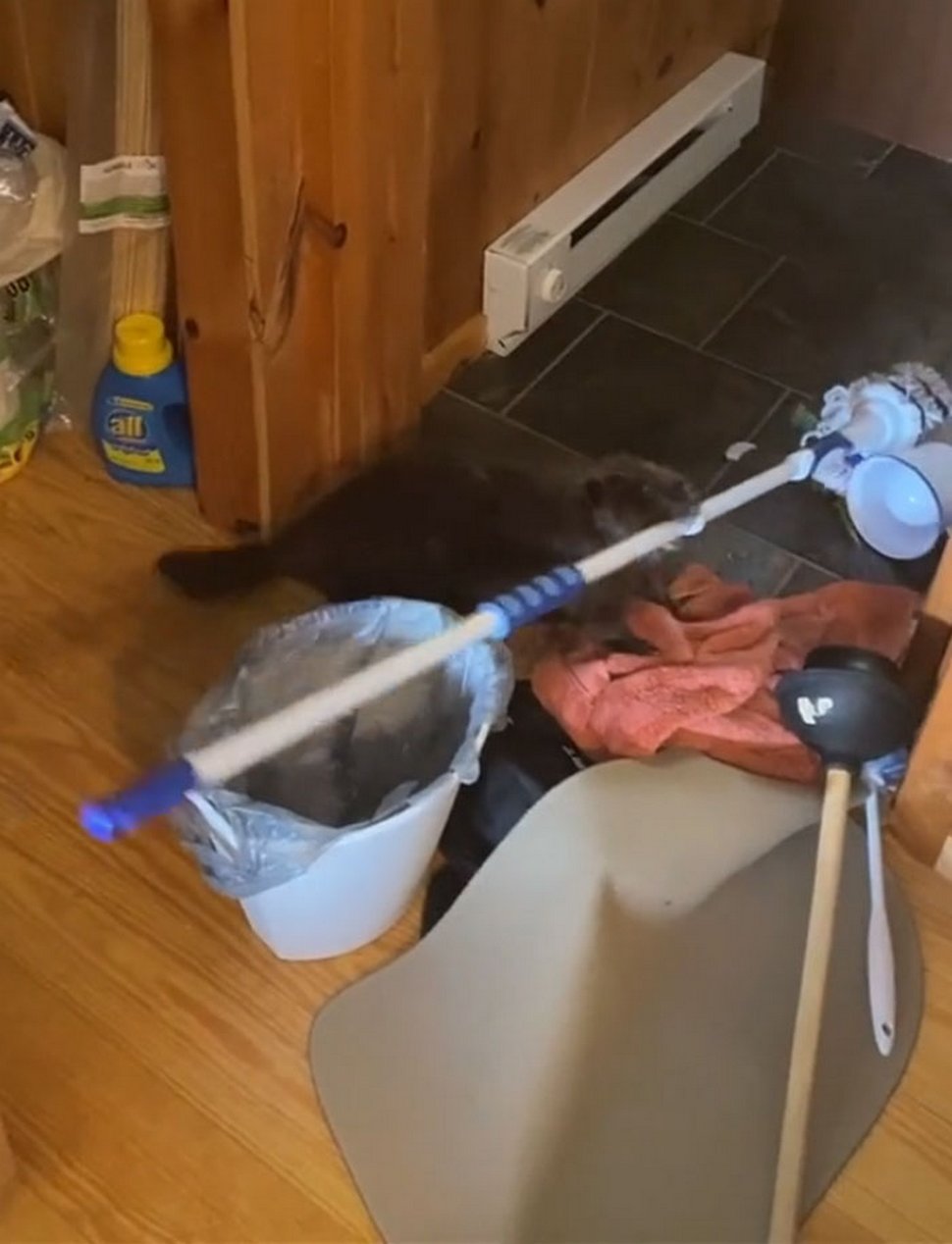Ce bébé castor secouru s’est mis à construire des barrages dans la maison de sa sauveteuse à l’aide d’objets divers