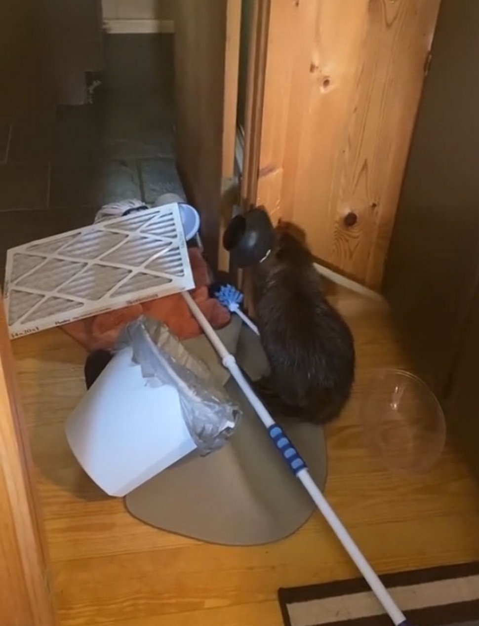 Ce bébé castor secouru s’est mis à construire des barrages dans la maison de sa sauveteuse à l’aide d’objets divers