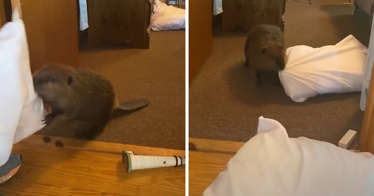 Ce bébé castor secouru s’est mis à construire des barrages dans la maison de sa sauveteuse à l’aide d’objets divers