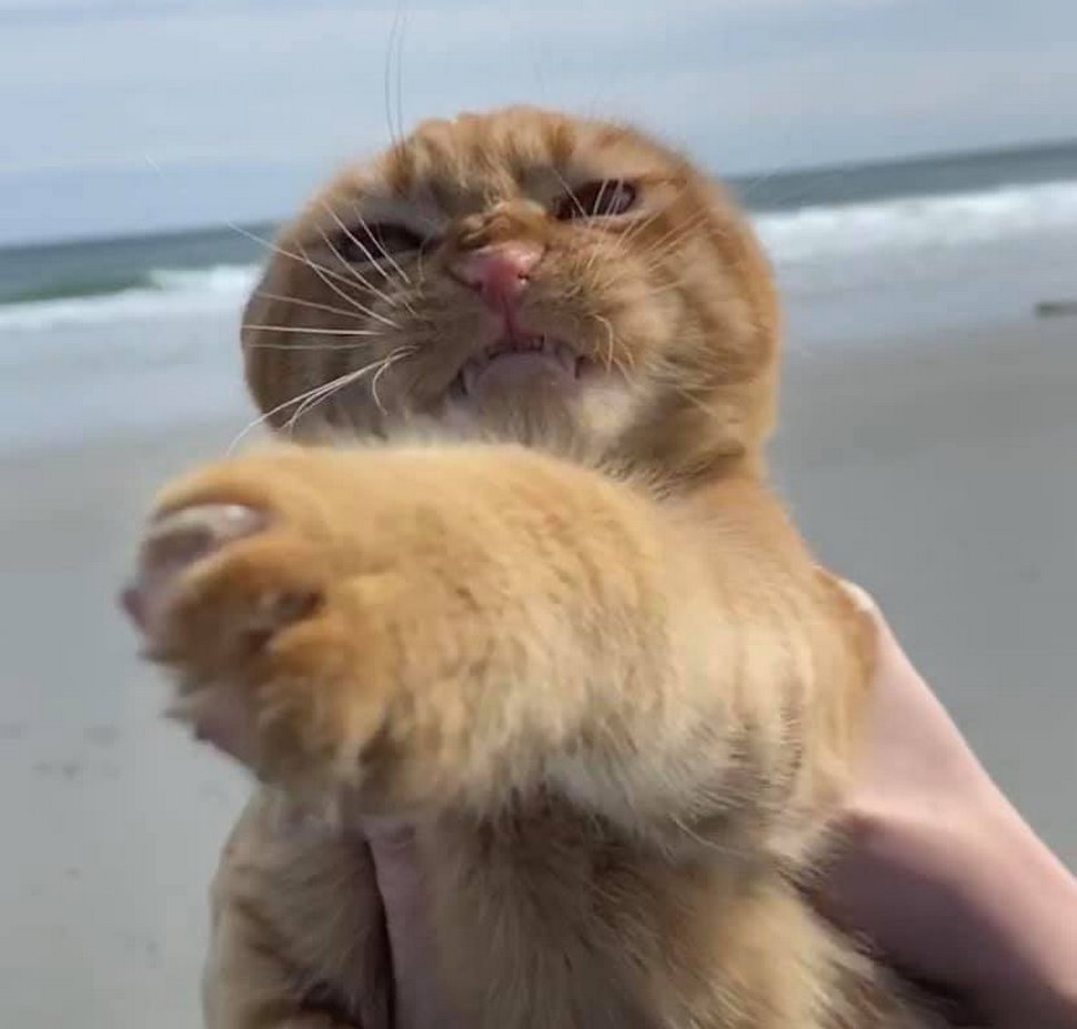 Ce Chat Est Alle A La Plage Pour La Premiere Fois Et Ses Expressions En Disent Long Ipnoze Ce Chat Est Alle A La Plage Pour La Premiere Fois Et Ses Expressions En Disent Long Ipnoze