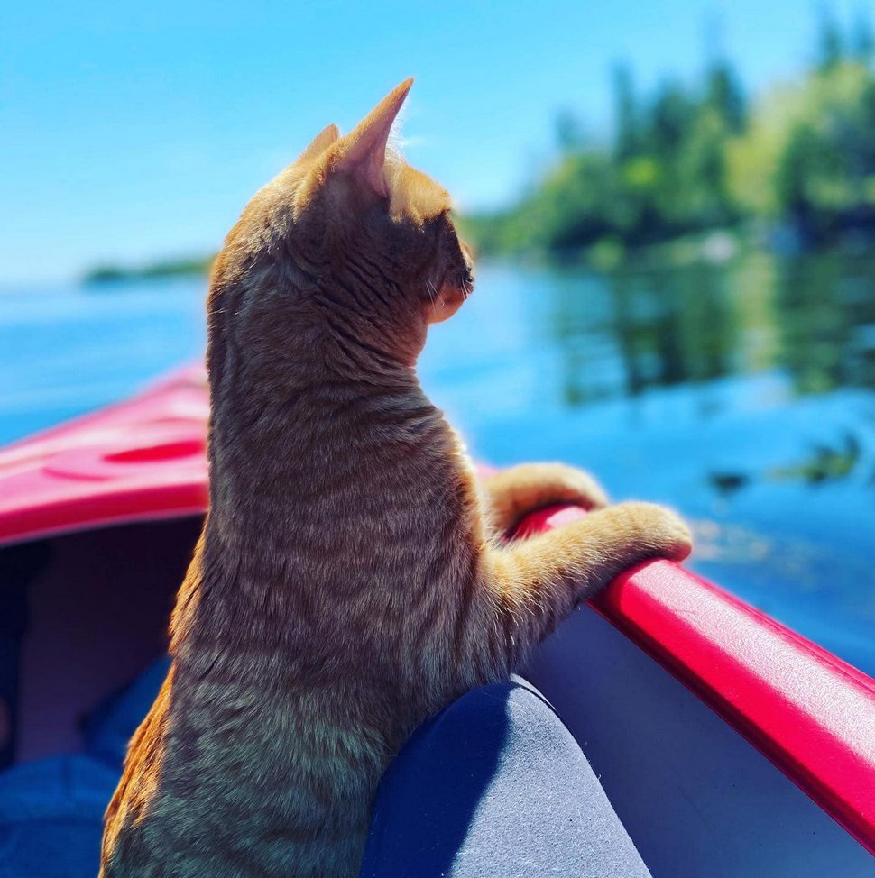 Ce Chat Est Alle A La Plage Pour La Premiere Fois Et Ses Expressions En Disent Long Ipnoze Ce Chat Est Alle A La Plage Pour La Premiere Fois Et Ses Expressions En Disent Long Ipnoze