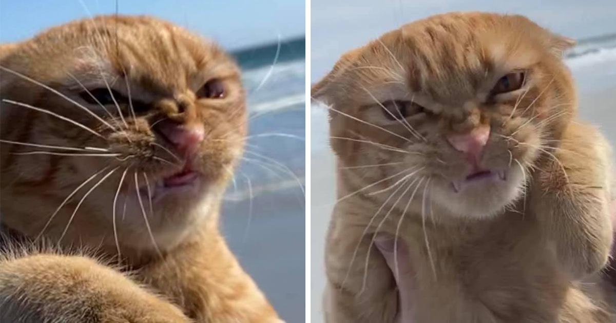 Ce Chat Est Alle A La Plage Pour La Premiere Fois Et Ses Expressions En Disent Long Ipnoze Ce Chat Est Alle A La Plage Pour La Premiere Fois Et Ses Expressions En Disent Long Ipnoze