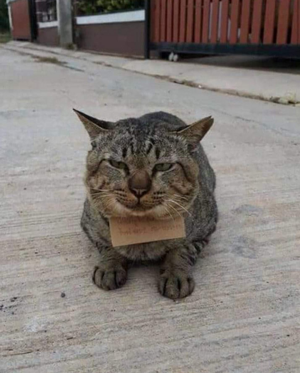 Un chat part à l’aventure et rentre chez lui avec une note autour du cou