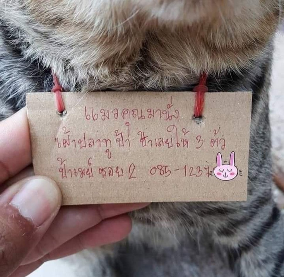 Un chat part à l’aventure et rentre chez lui avec une note autour du cou