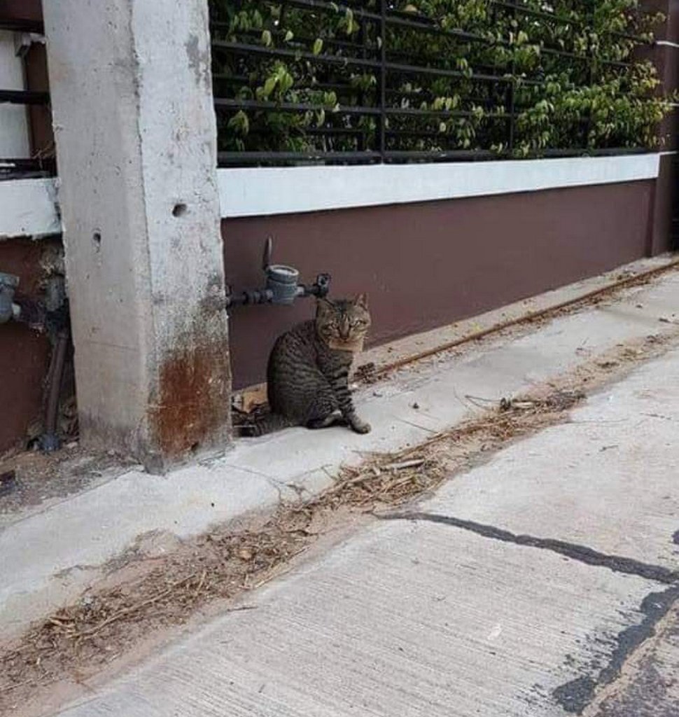 Un chat part à l’aventure et rentre chez lui avec une note autour du cou