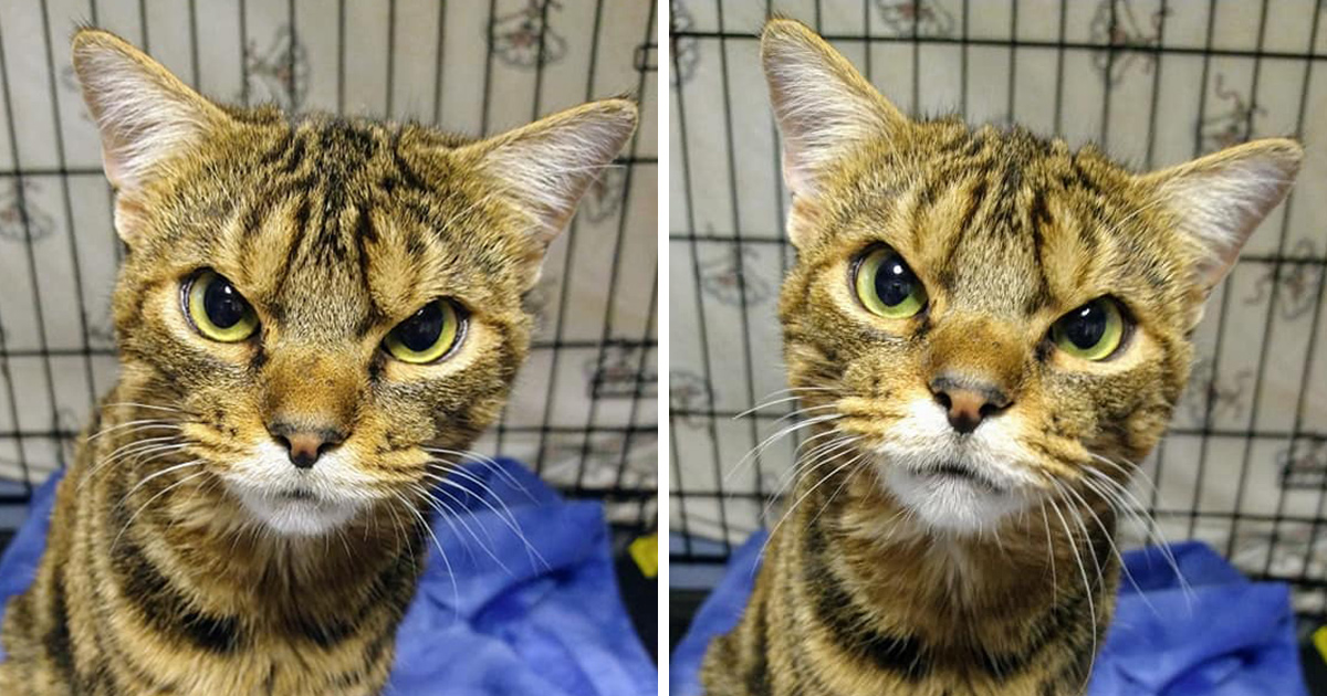 Ce chat secouru qui a l’air fâché en permanence est en fait un vrai petit ange