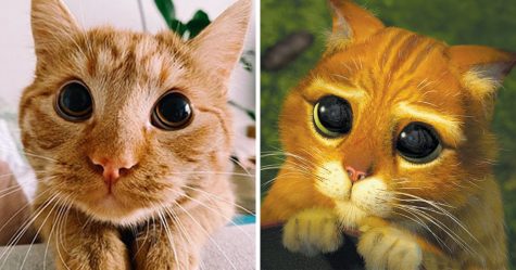 Ce Chat Imite Le Chat Potte A Merveille Pour Demander Des Friandises A Son Proprietaire Ipnoze