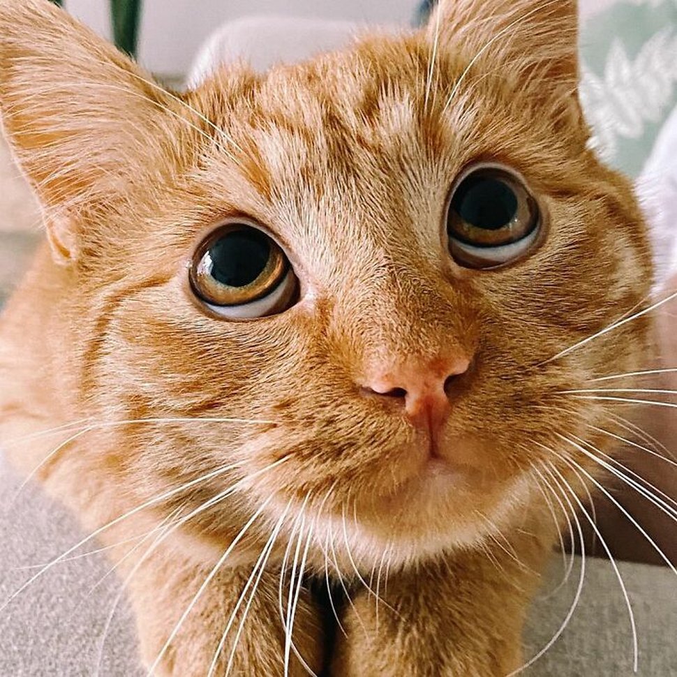 Ce chat imite le Chat potté à merveille pour demander des friandises à son propriétaire