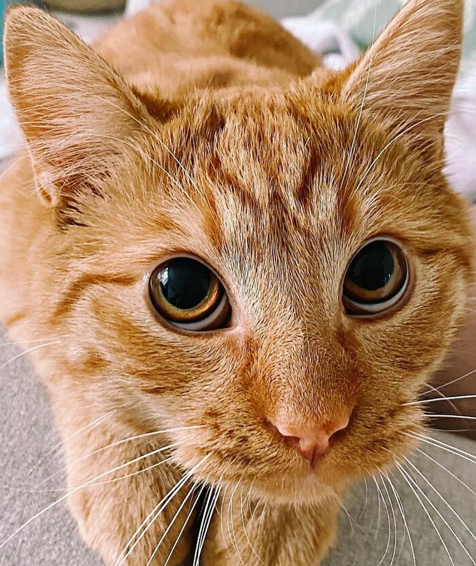 Ce chat imite le Chat potté à merveille pour demander des friandises à son propriétaire