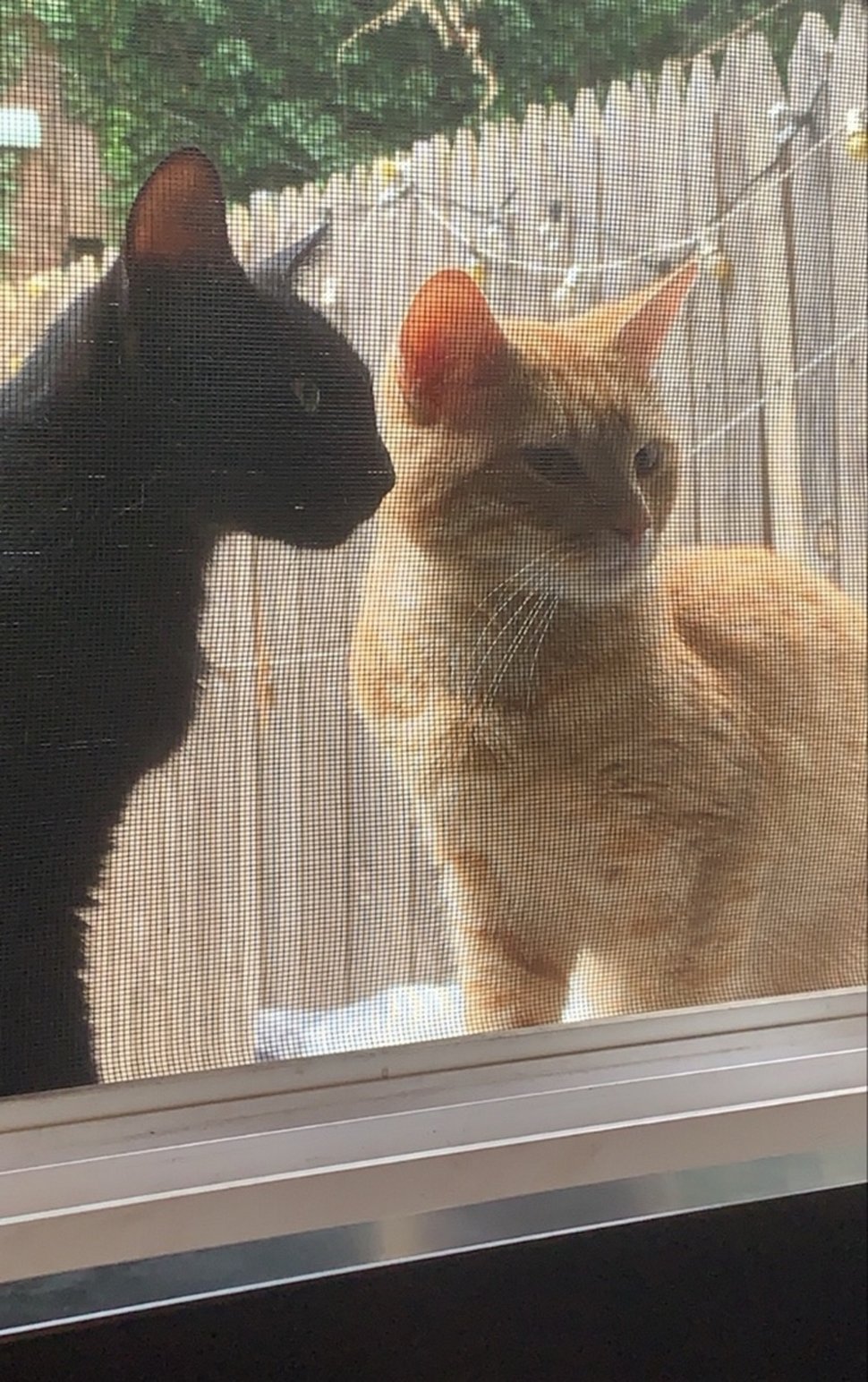 Un couple de chats demande qu’on le laisse entrer pour donner naissance à ses bébés