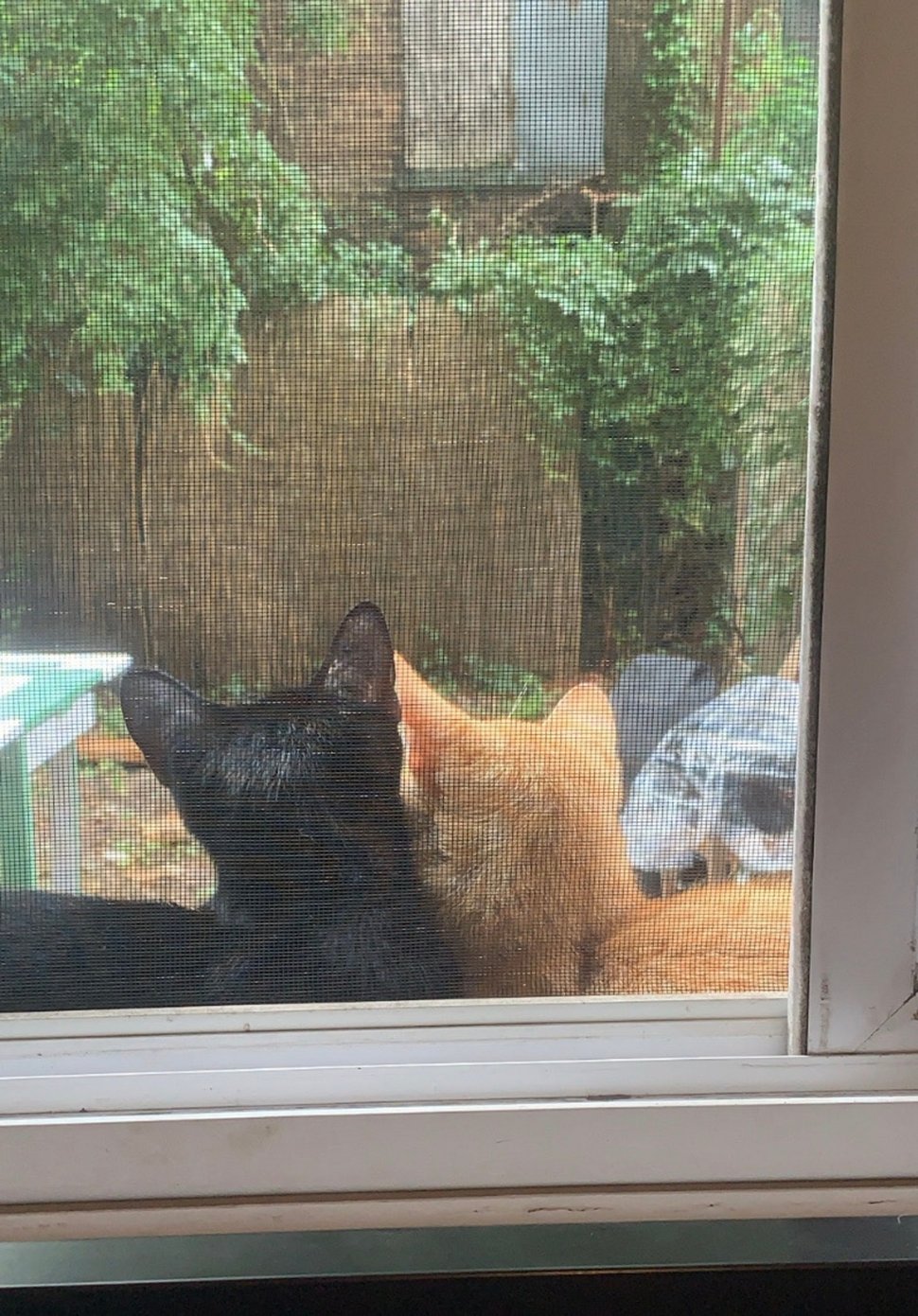 Un couple de chats demande qu’on le laisse entrer pour donner naissance à ses bébés