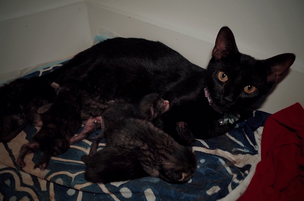 Un couple de chats demande qu’on le laisse entrer pour donner naissance à ses bébés