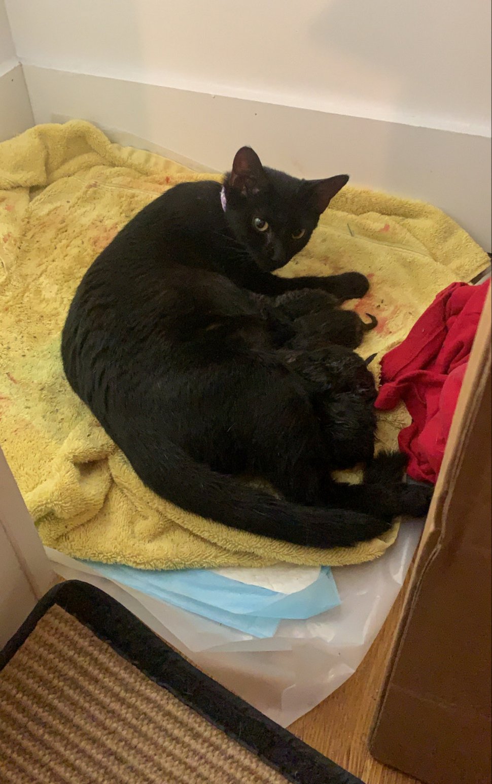 Un couple de chats demande qu’on le laisse entrer pour donner naissance à ses bébés