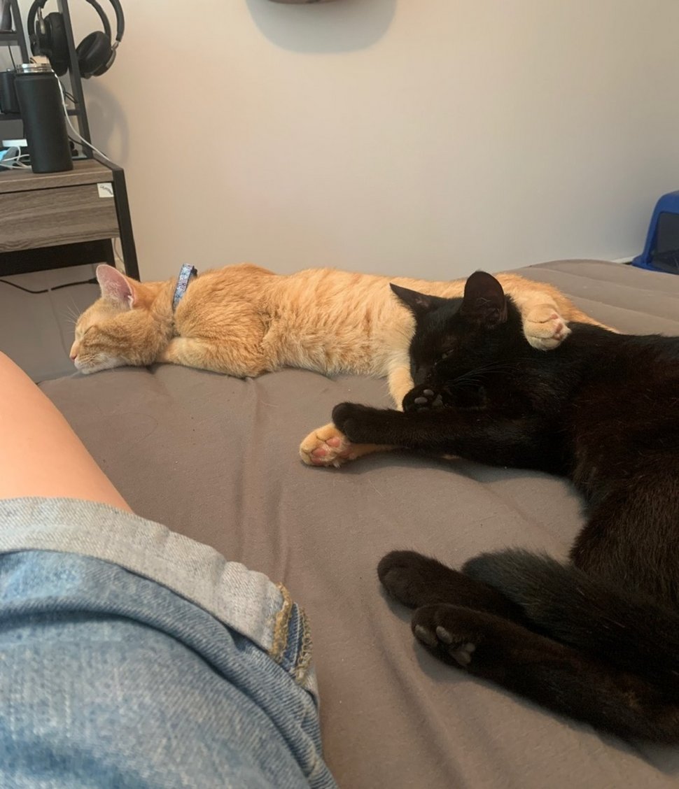 Un couple de chats demande qu’on le laisse entrer pour donner naissance à ses bébés