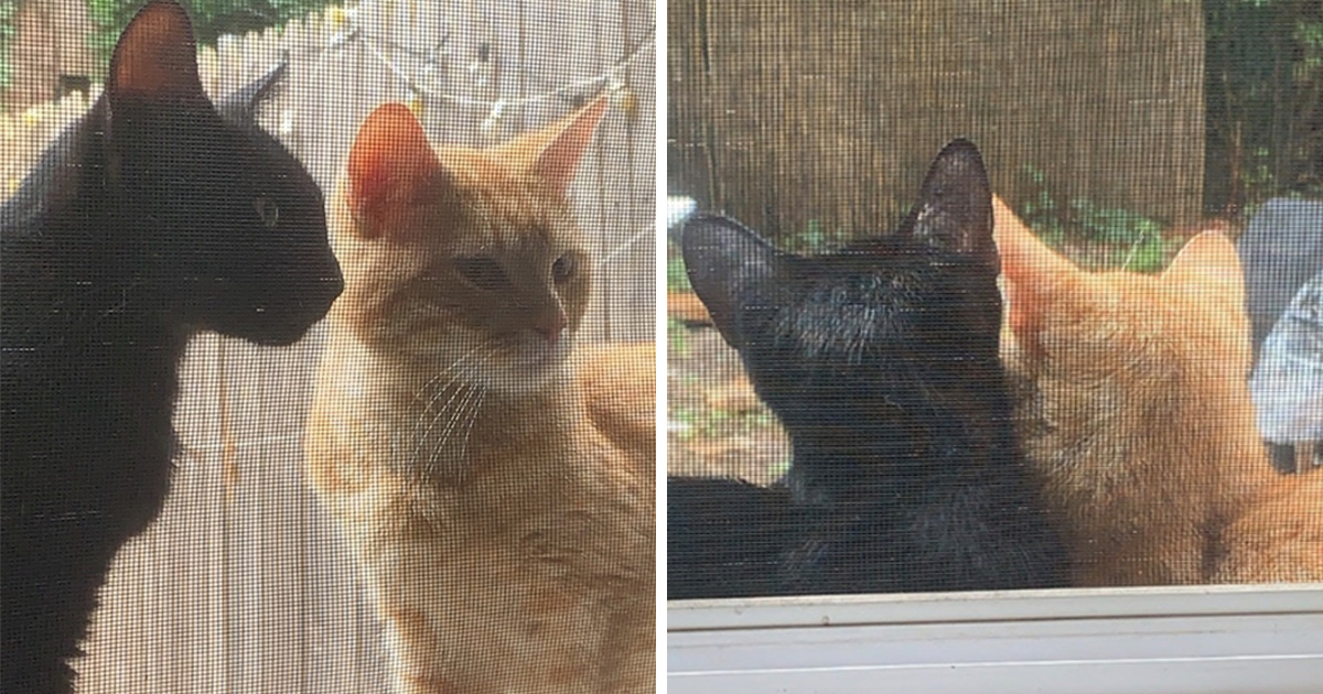 Un couple de chats demande qu’on le laisse entrer pour donner naissance à ses bébés
