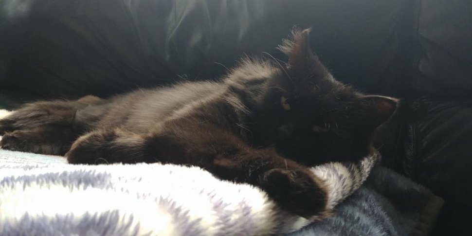 Cette chatte errante a présenté tous ses chatons à la femme qui l’a aidée