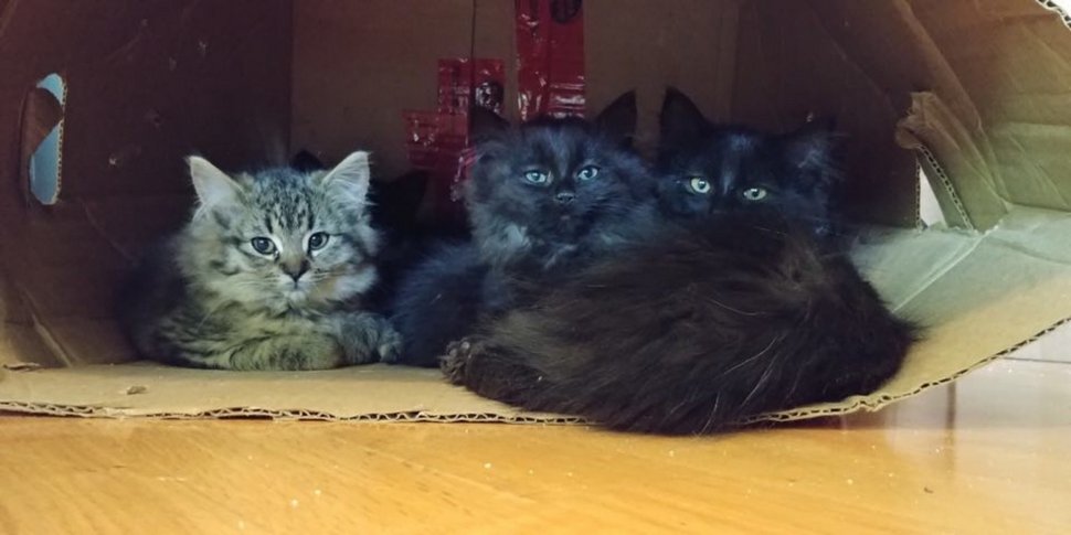 Cette chatte errante a présenté tous ses chatons à la femme qui l’a aidée