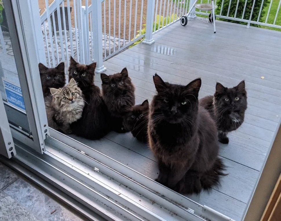 Cette Chatte Errante A Presente Tous Ses Chatons A La Femme Qui L A Aidee Ipnoze