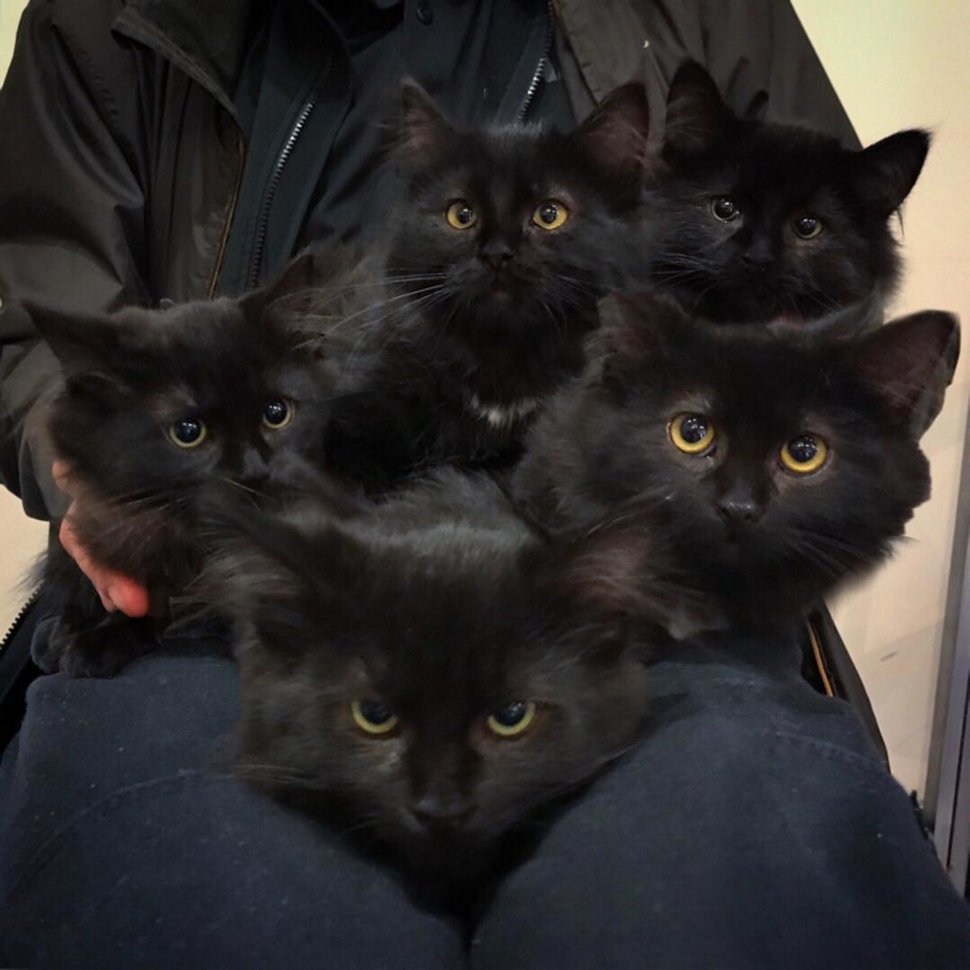 Cette chatte errante a présenté tous ses chatons à la femme qui l’a aidée