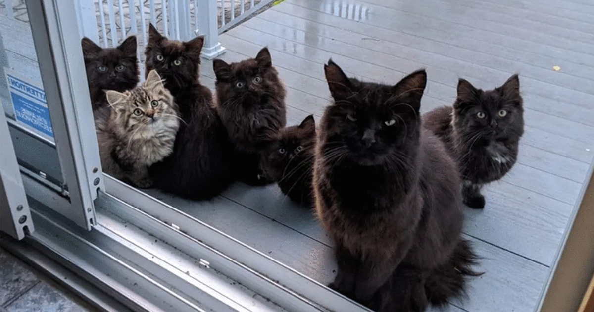 Cette Chatte Errante A Presente Tous Ses Chatons A La Femme Qui L A Aidee Ipnoze Cette Chatte Errante A Presente Tous Ses Chatons A La Femme Qui L A Aidee Ipnoze